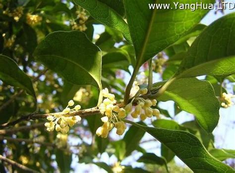 桂花什麼時候開|桂花什麼時候開？桂花開花季節什麼時候